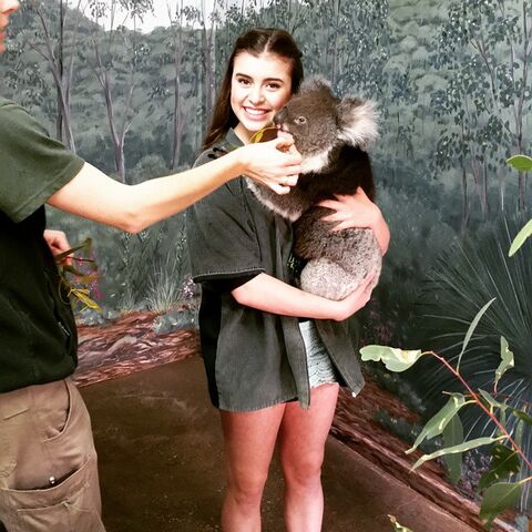 File:Kalani koala Oz2015.jpg