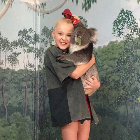 File:JoJo koala 2015-03-17b.jpg