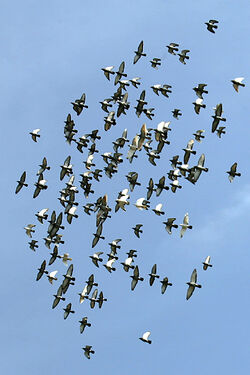 Formation flight.jpg