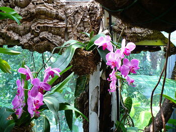 Orchidee viola