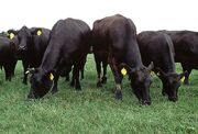 Angus cattle