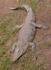 NileCrocodile-SRG001c.jpg