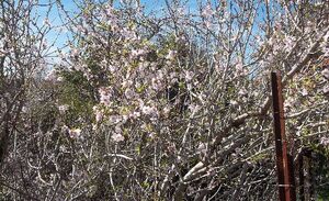 Prunus dulcis.jpg