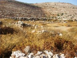 Tel shilo.jpg