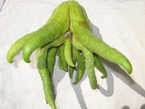 Etrog budha.jpg