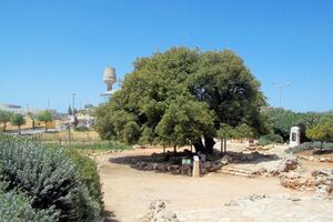 The lone tree A.jpg