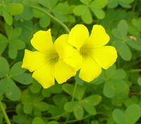 Oxalis-pes-caprae0016c.jpg