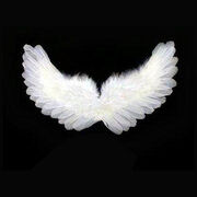 White wings-2261