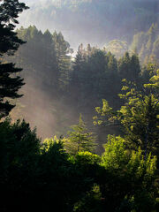 Muir-woods-national-monument-mill-valley-ca112