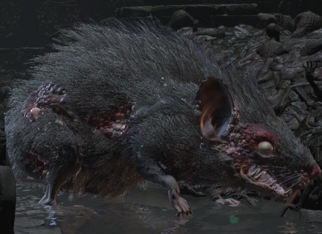 File:Giant rat.jpg