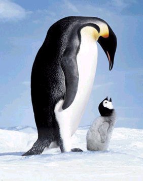 Pinguim