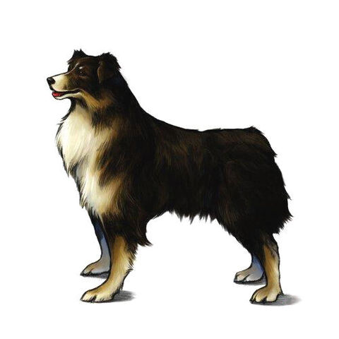 File:Angelo(Rinoa's Dog.jpg