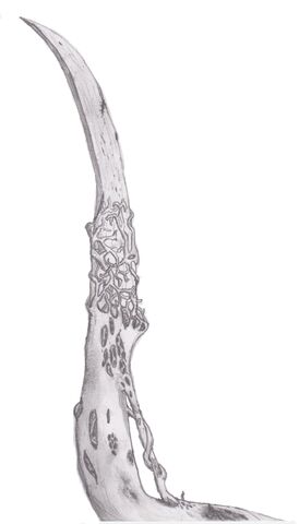 File:Necromorph claw.jpg