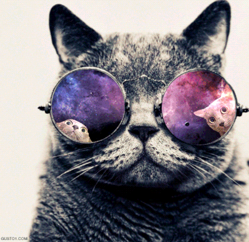 File:Awesome Cat!.gif