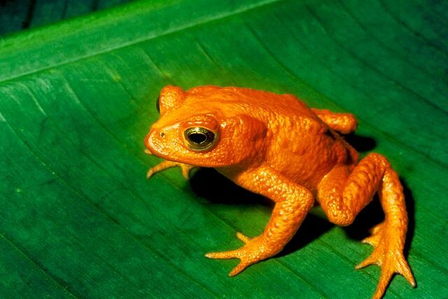 File:Golden Toad.jpg