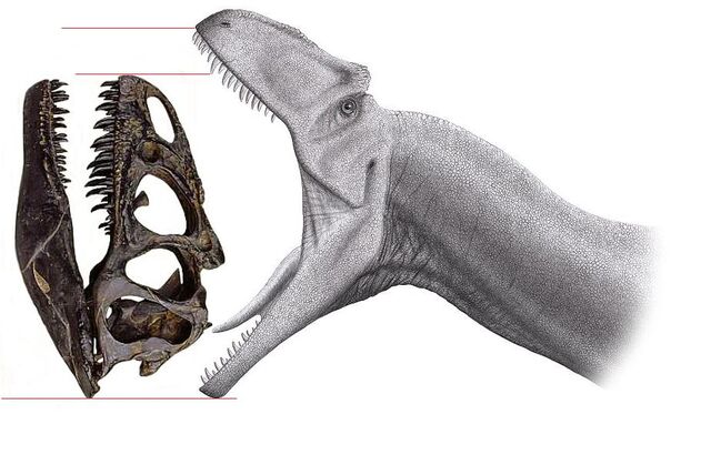 File:Allo jaws.jpg