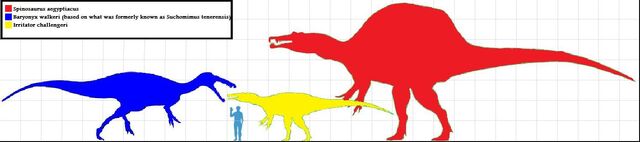 File:Spinosauridae scale.jpg