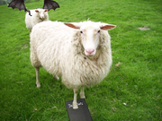 Rammie