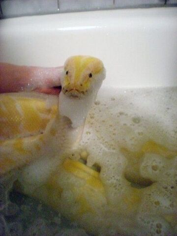 File:Cutesnake.jpg