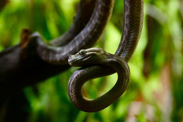 File:Snakeontree.jpg