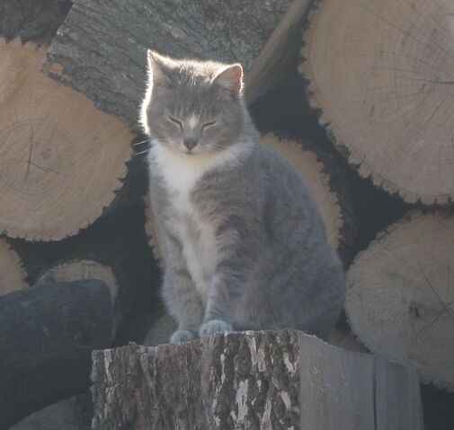 File:Kiki 8.jpg