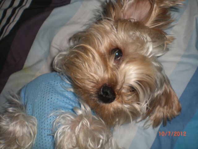 File:Mokisleepy.jpg