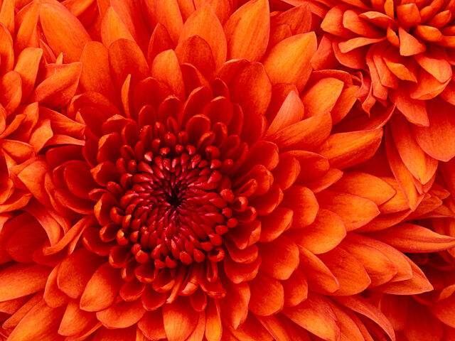 File:Flower-D.jpg