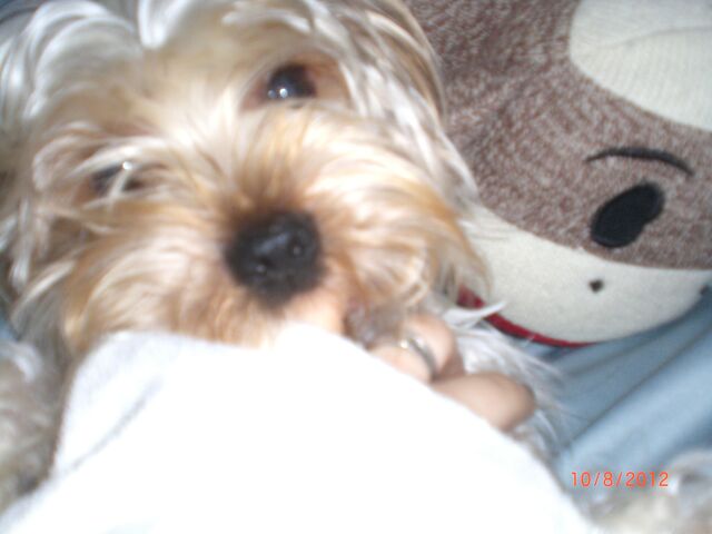 File:Mokiwithhisockbed.jpg