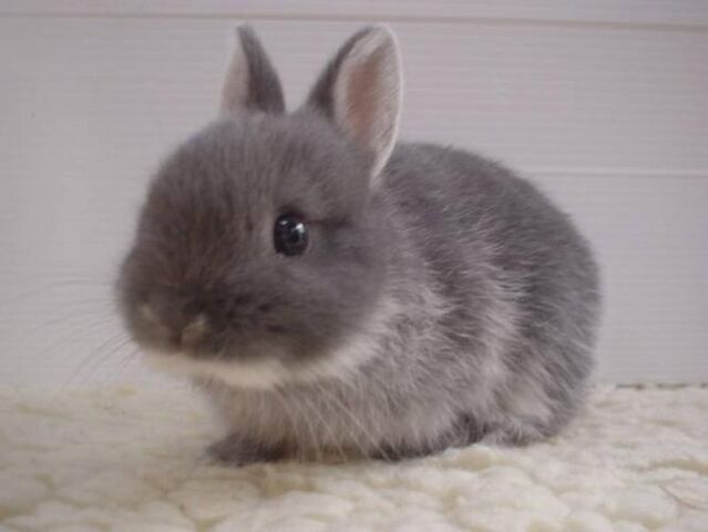 File:Wanted-bunny-rabbit 50154511.jpg