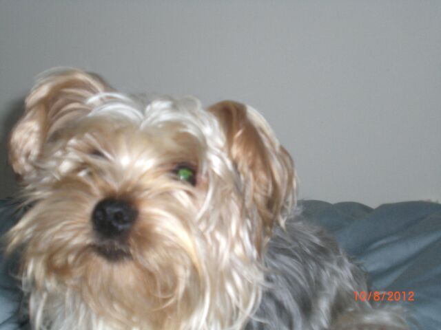 File:Muffin.jpg