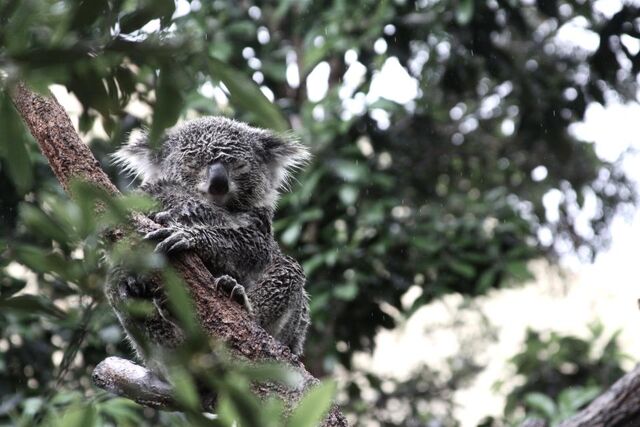 File:Koala3.jpg