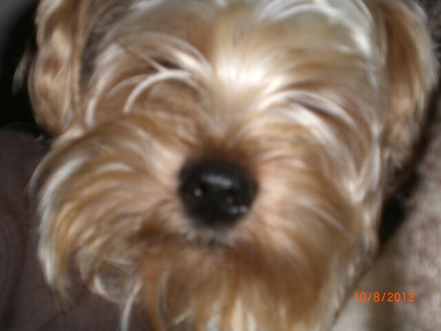 File:Fursleepy.jpg