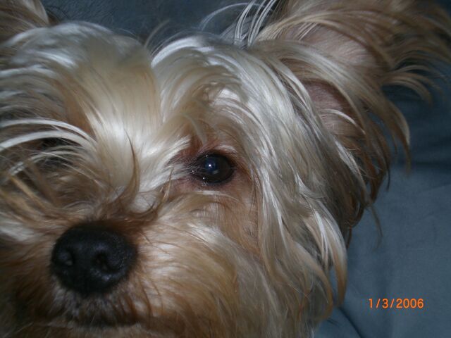 File:Moki1.jpg