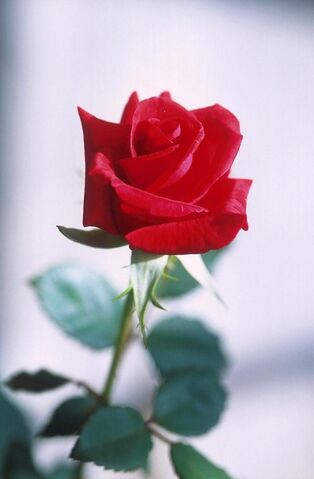 File:Red-rose-photography w475 h725.jpg