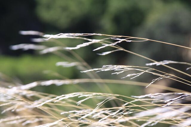 File:Grass1.jpg