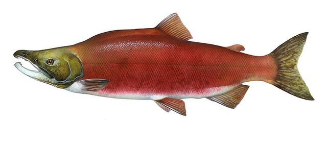 File:Salmon yum.jpg