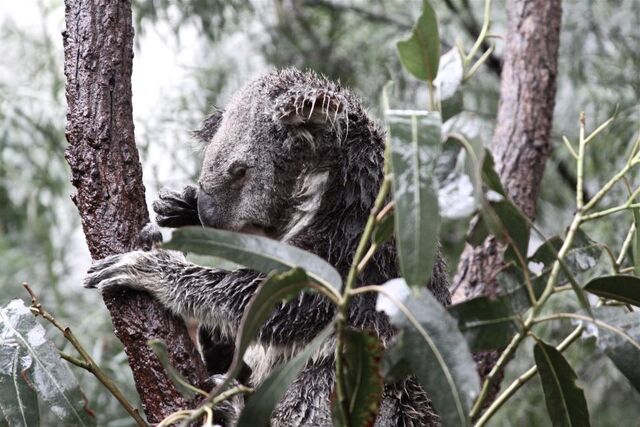 File:Koala2.jpg