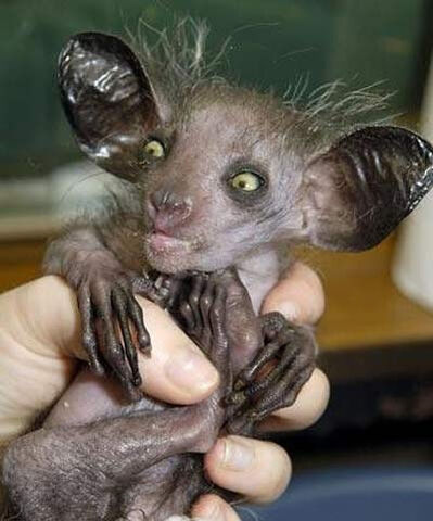 File:One. ugly. monkey..jpg