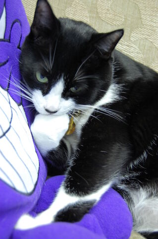 File:Panther.jpg