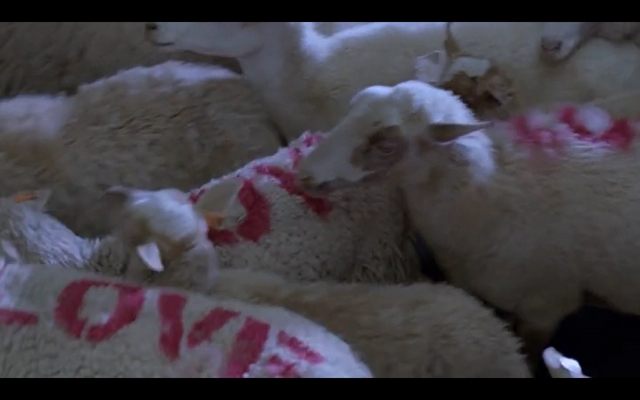 File:Sheep.png