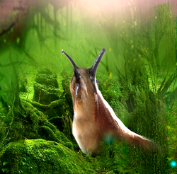 Swamplands slug