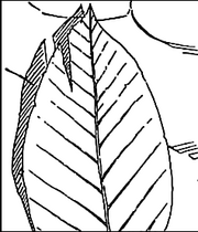 Kapitel316.png