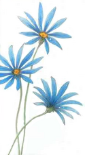 Blue daisy