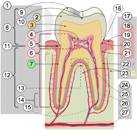 File:Cross Secion of Tooth.png