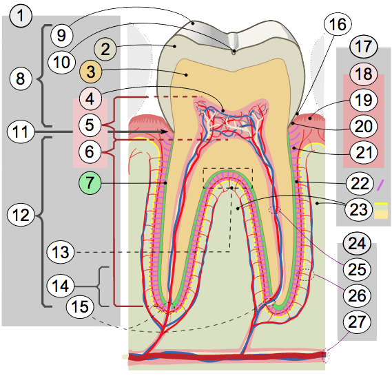 Cross Secion of Tooth