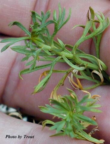 File:Peganum harmala leaf.jpg