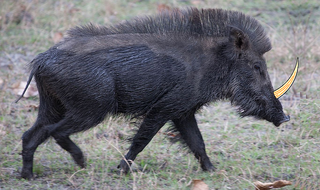 Rhino Pig