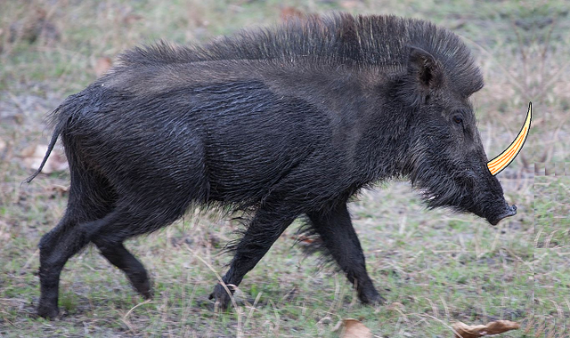 File:Rhino Pig.png