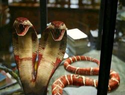 Cobra de duas cabeças