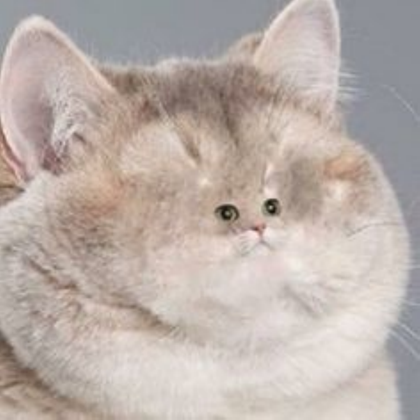 Meow